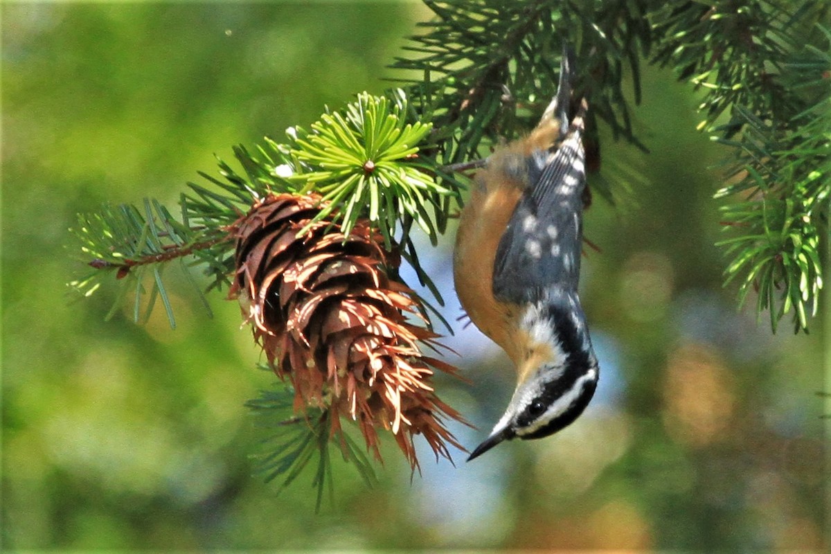 Red-breasted Nuthatch - ML184411771