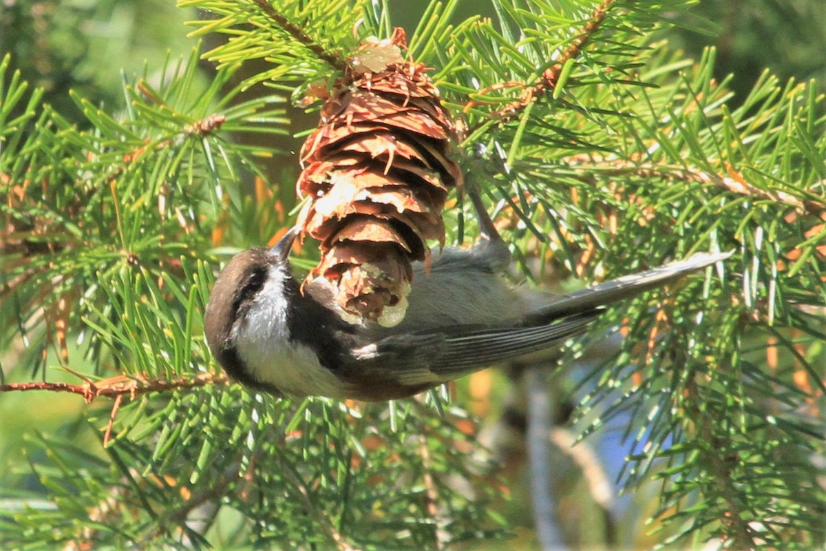 Chestnut-backed Chickadee - ML184411781