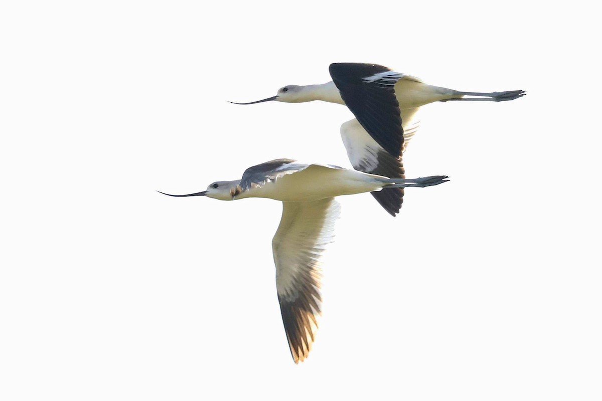 Avoceta Americana - ML184411791