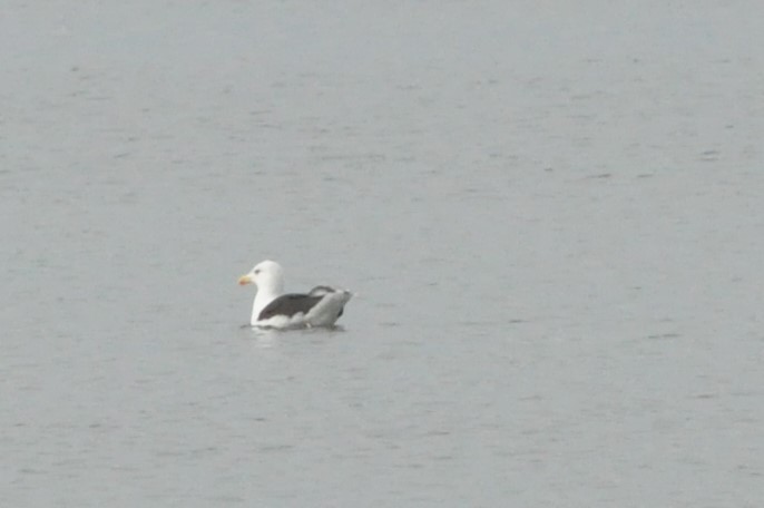 Great Black-backed Gull - ML184411801