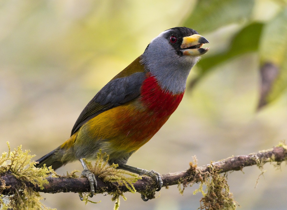 Toucan Barbet - ML184414161