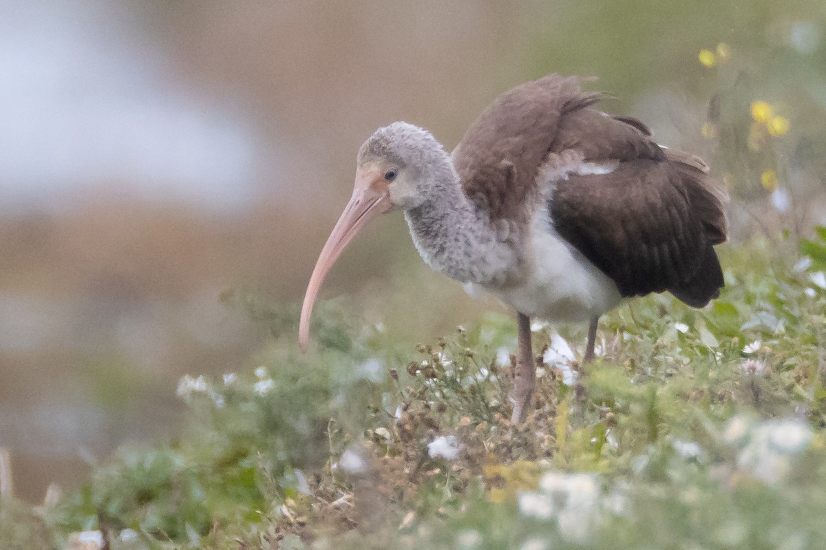 White Ibis - County Lister Brendan