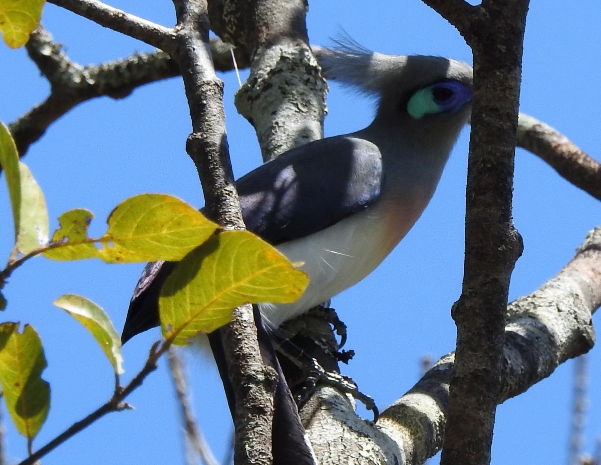 Crested Coua - ML184416641
