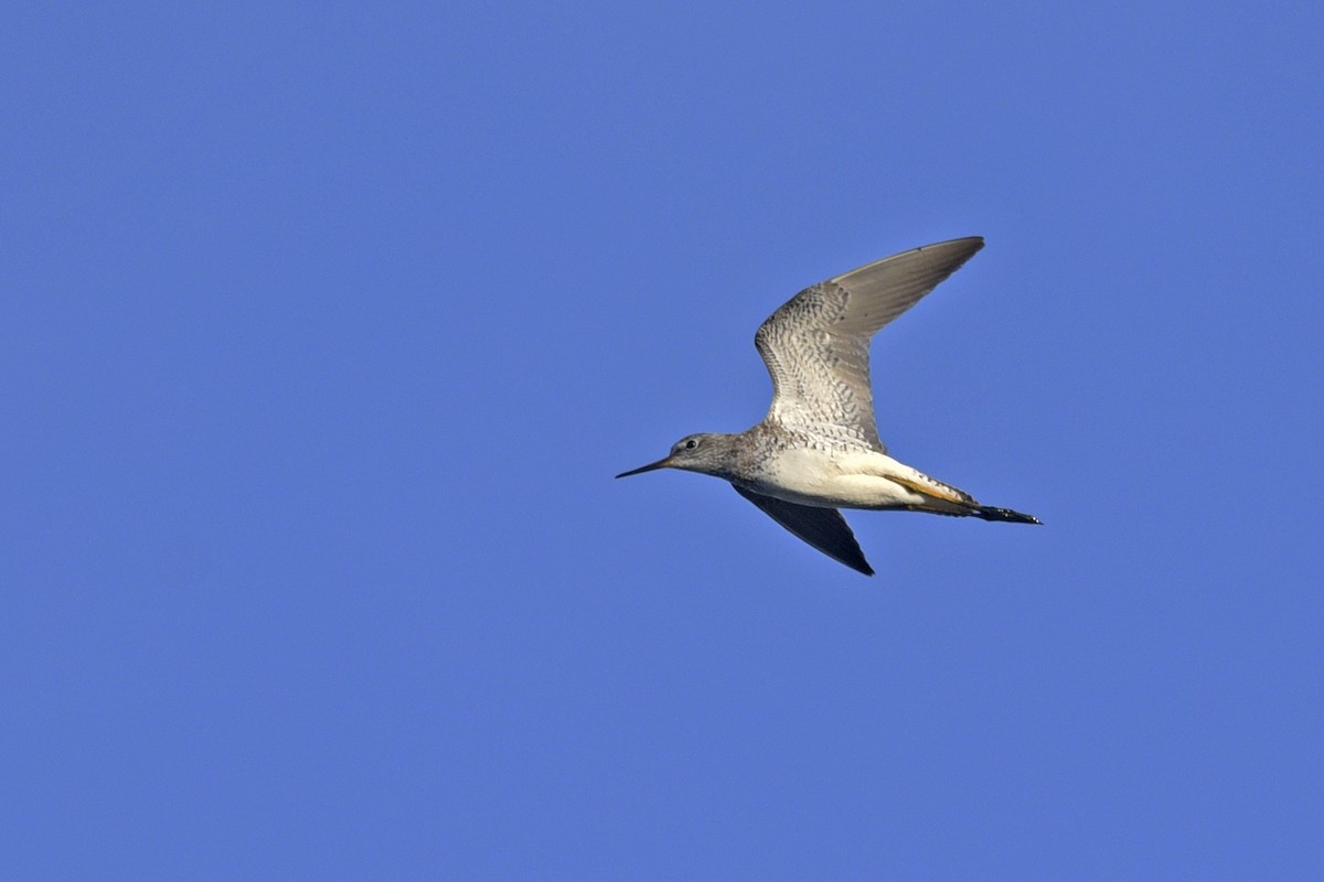 Lesser Yellowlegs - ML184416721