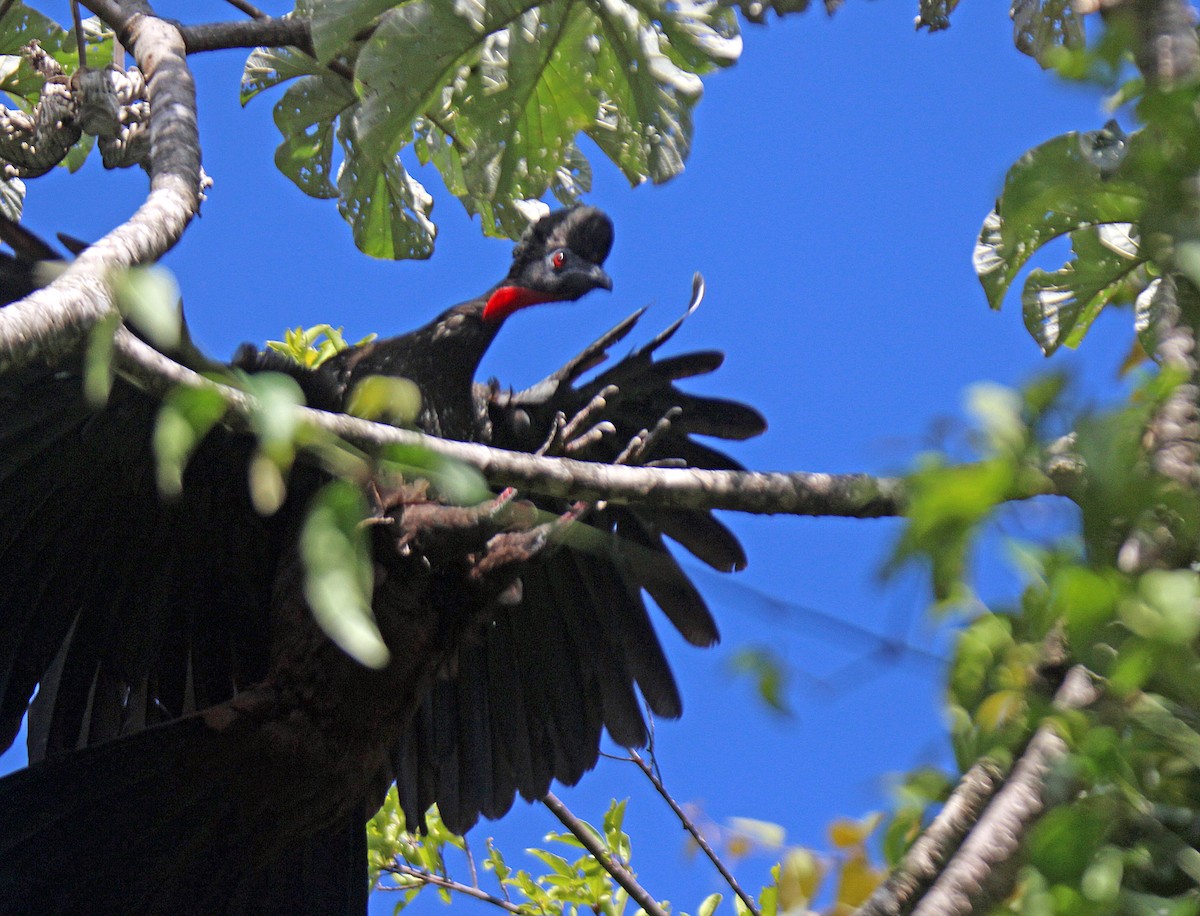 Crested Guan - Charlie Doggett