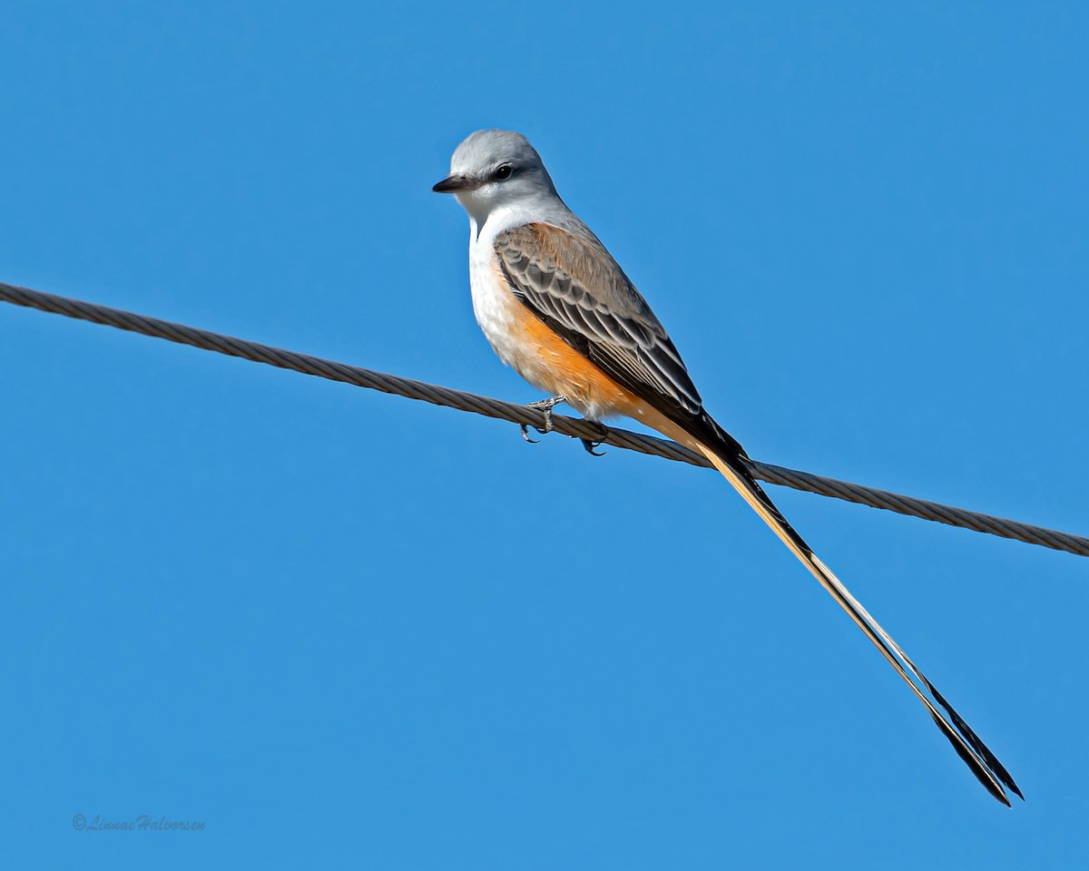 Scissor-tailed Flycatcher - ML184418361