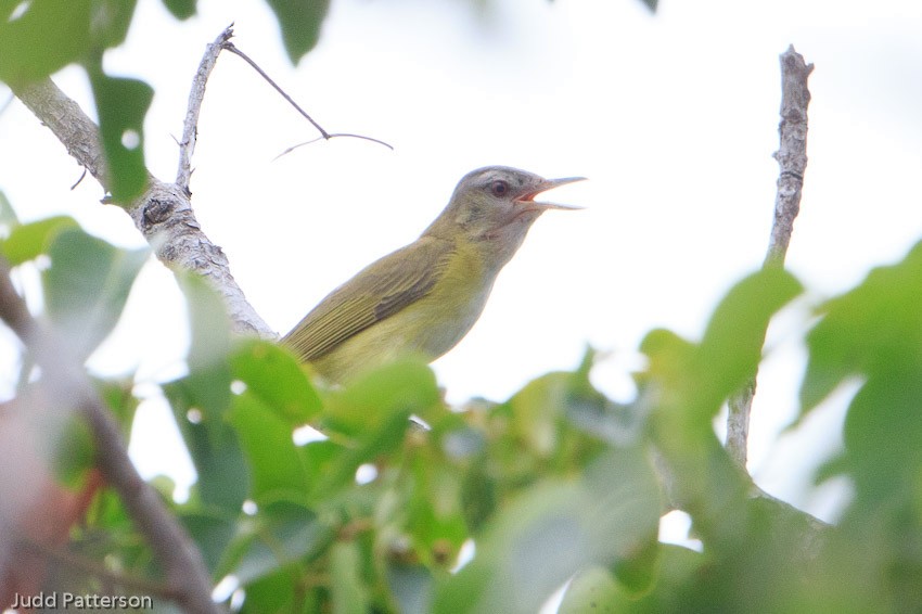 Yellow-green Vireo - ML184420001