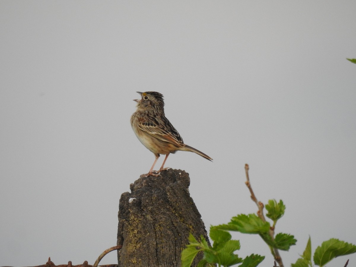 Grassland Sparrow - ML184421181