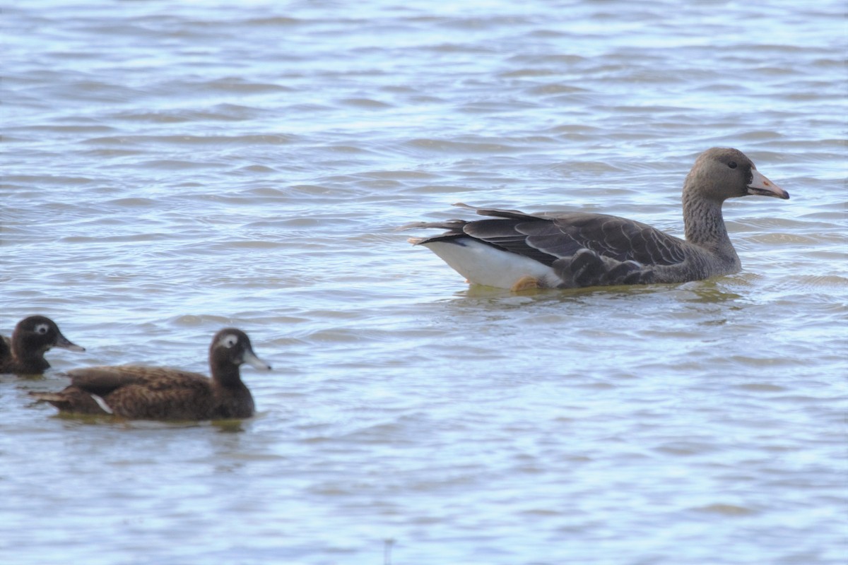 Greater White-fronted Goose - ML184422341