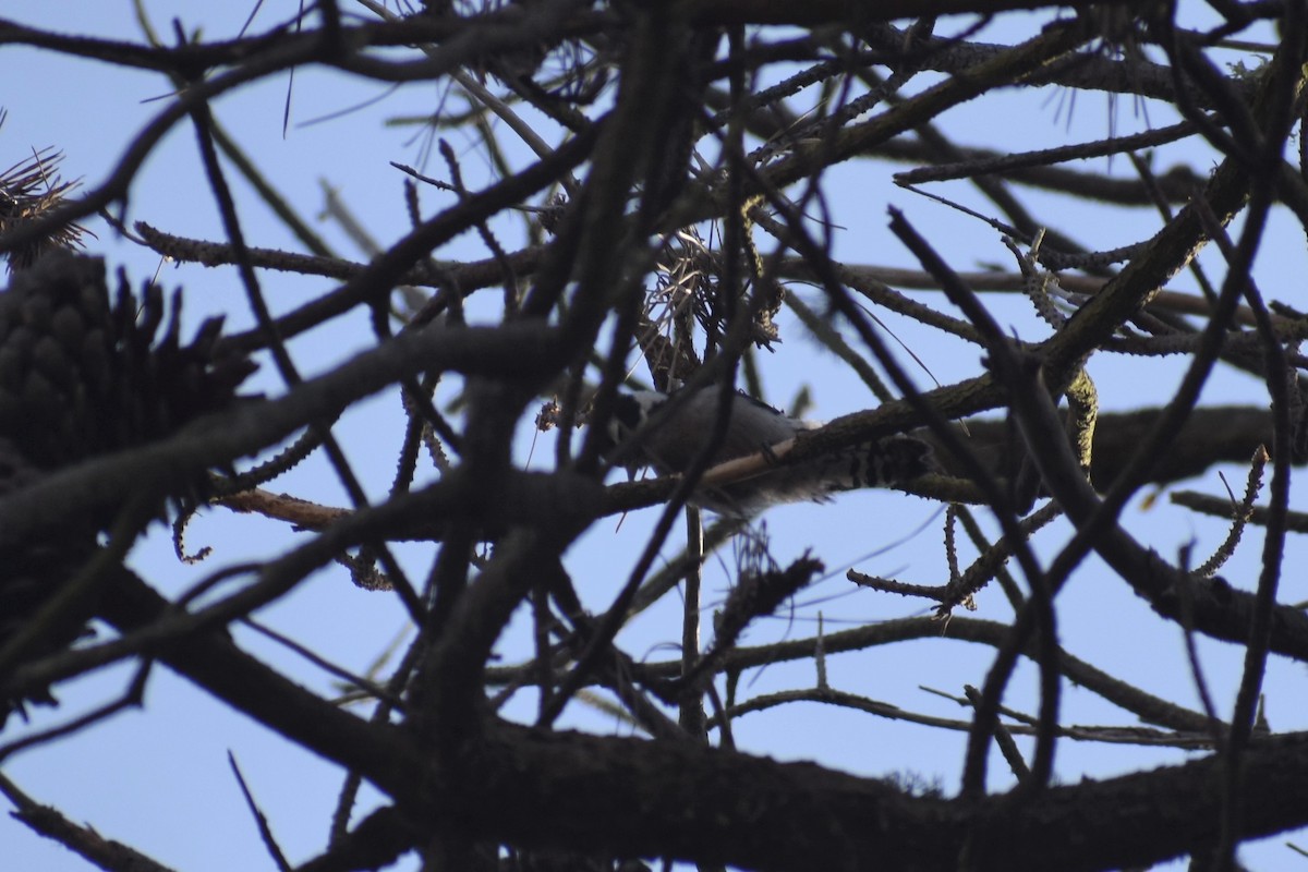 Downy Woodpecker - ML184423521