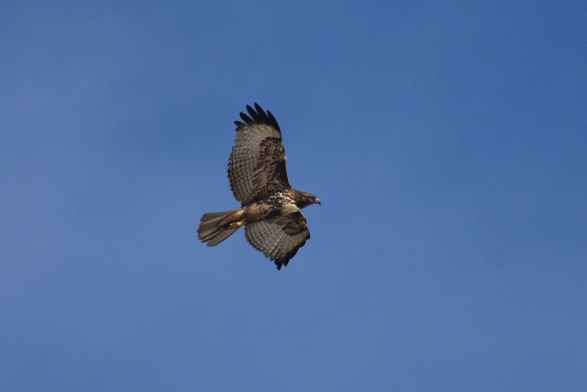Red-tailed Hawk - Max Lara