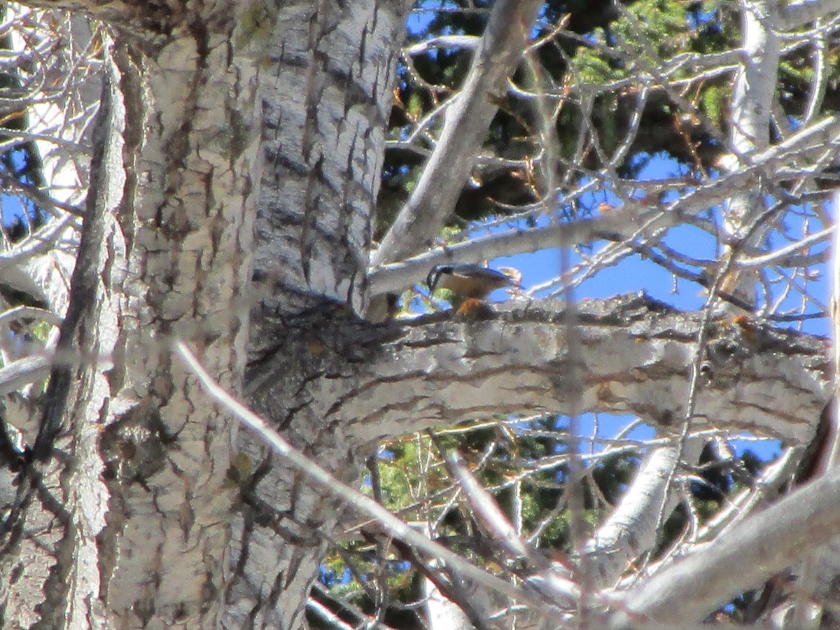 Red-breasted Nuthatch - ML184423801