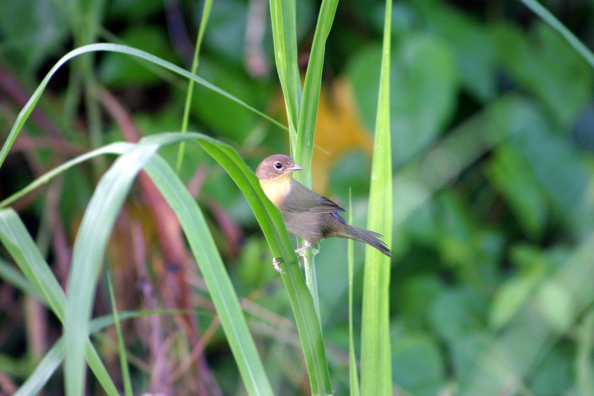 Common Yellowthroat - ML184425351