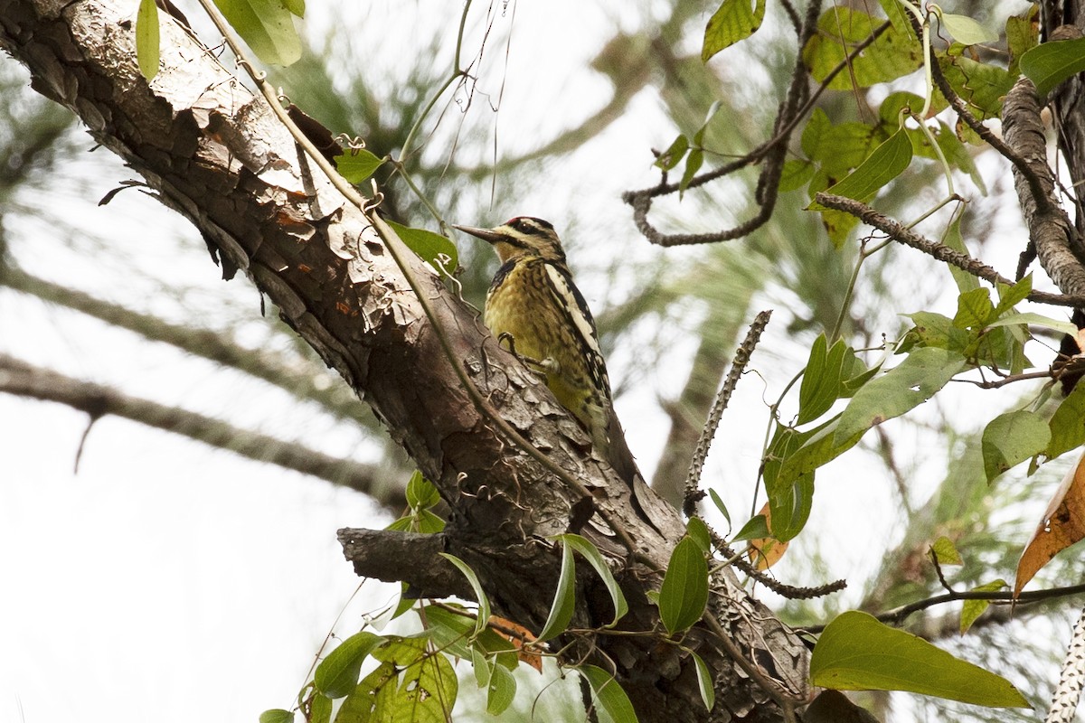 Yellow-bellied Sapsucker - John L