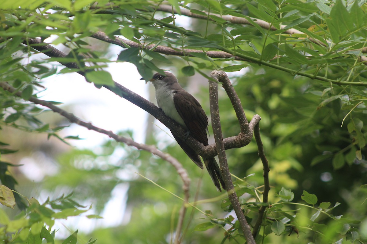 Yellow-billed Cuckoo - Maria Gutierrez