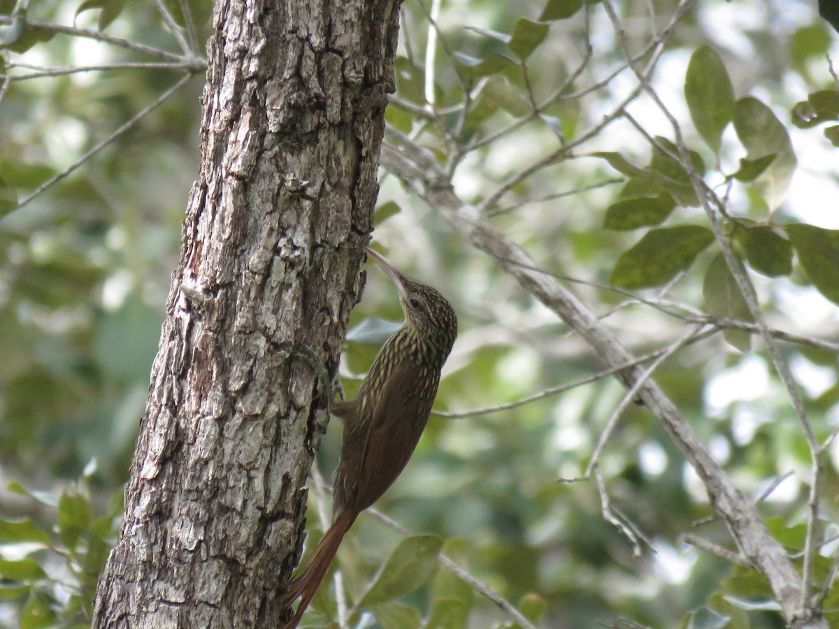 Ivory-billed Woodcreeper - ML184426891