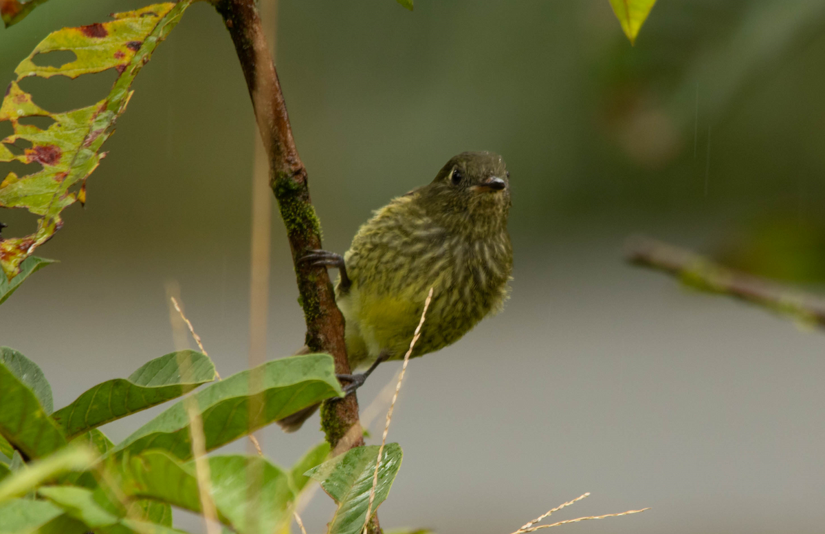 Olive-striped Flycatcher - ML184427311