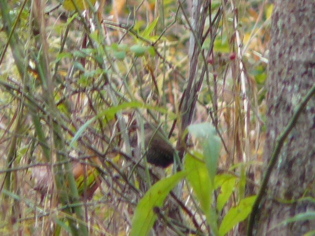 Winter Wren - ML184428181