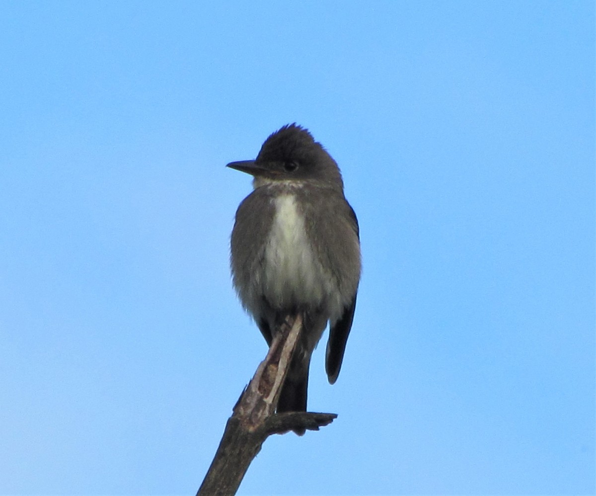 Olive-sided Flycatcher - ML184429151