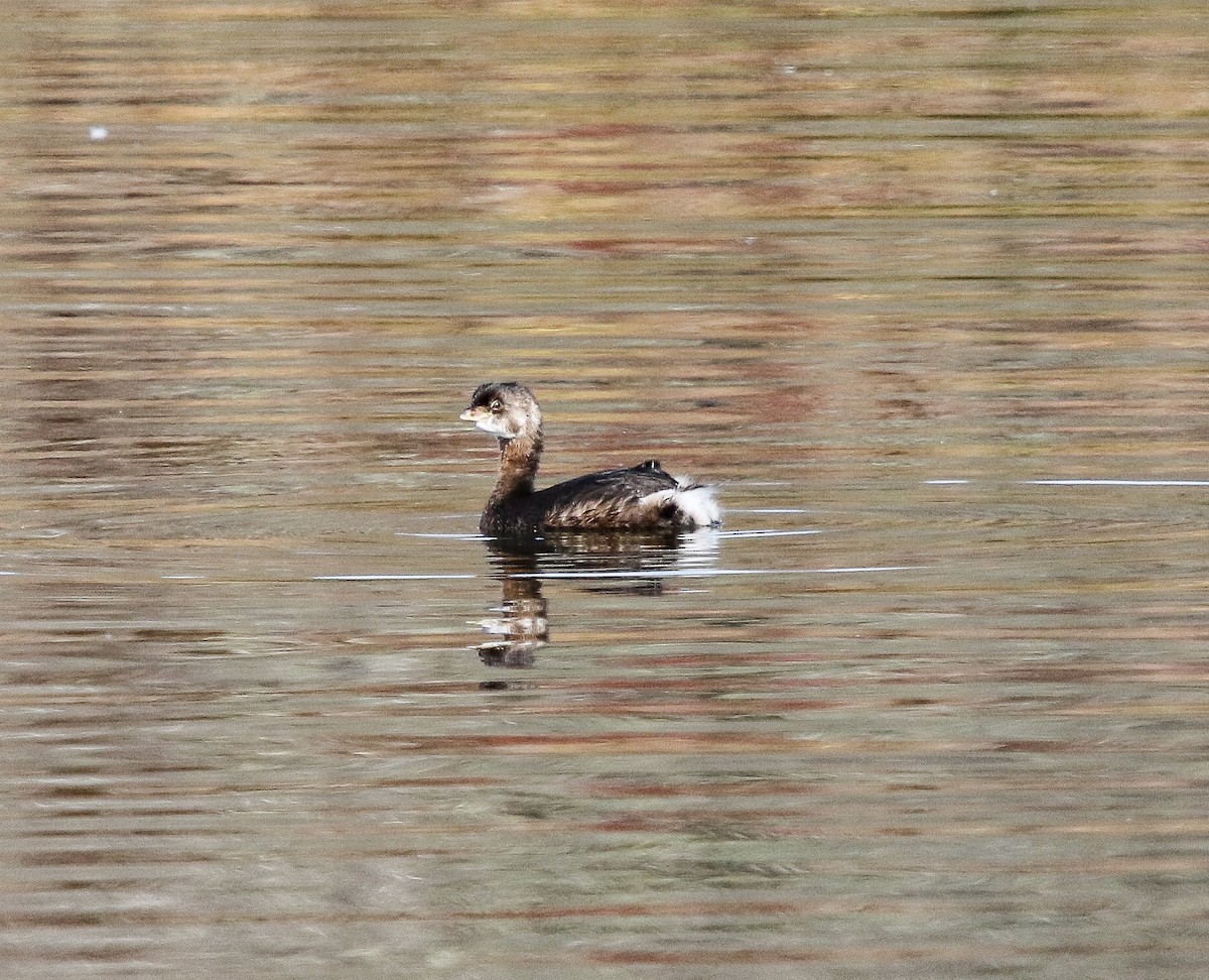 Pied-billed Grebe - ML184429161