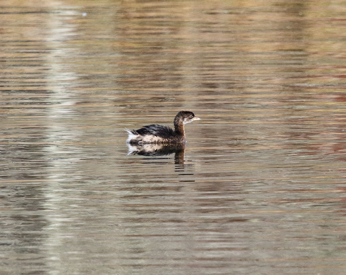 Pied-billed Grebe - ML184429181