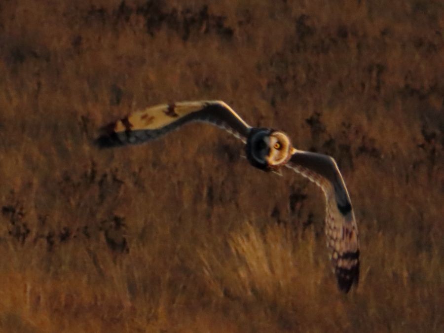 Short-eared Owl - ML184431911