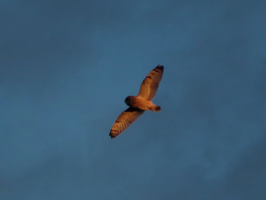 Short-eared Owl - Kaichi Huang