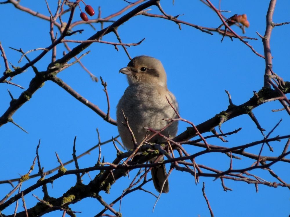 Northern Shrike - ML184432211