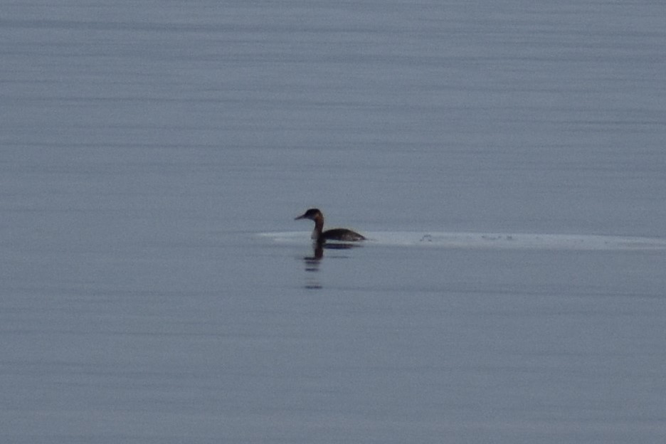 Red-necked Grebe - ML184432591