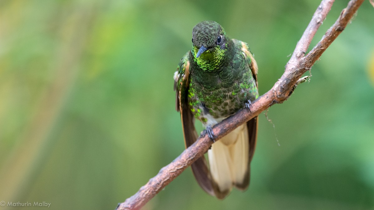 Buff-tailed Coronet - Mathurin Malby