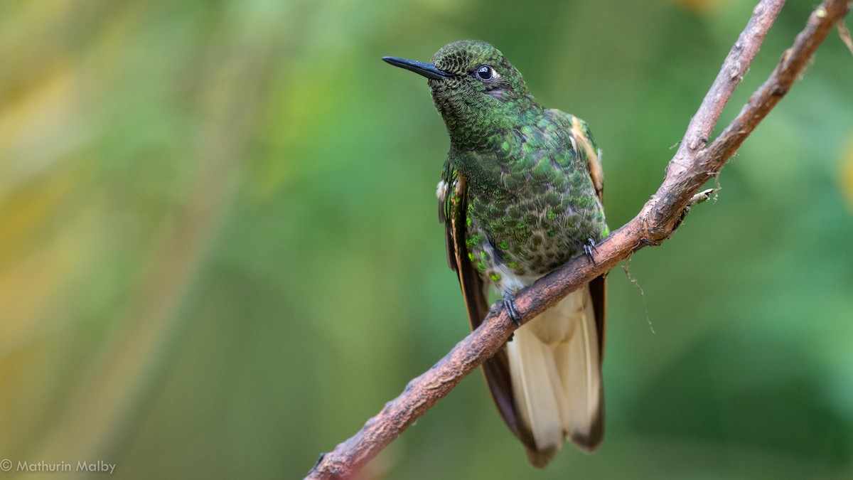 Buff-tailed Coronet - Mathurin Malby