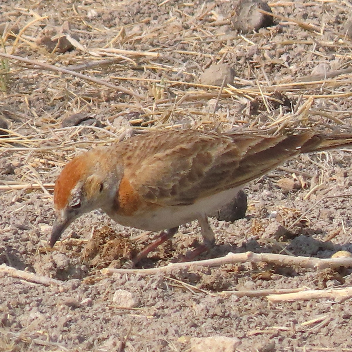 Red-capped Lark - ML184434431