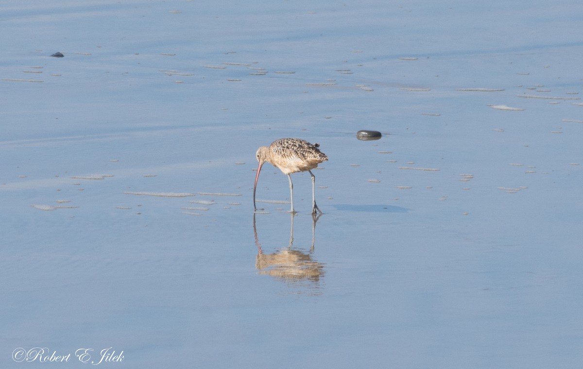 Long-billed Curlew - ML184434721