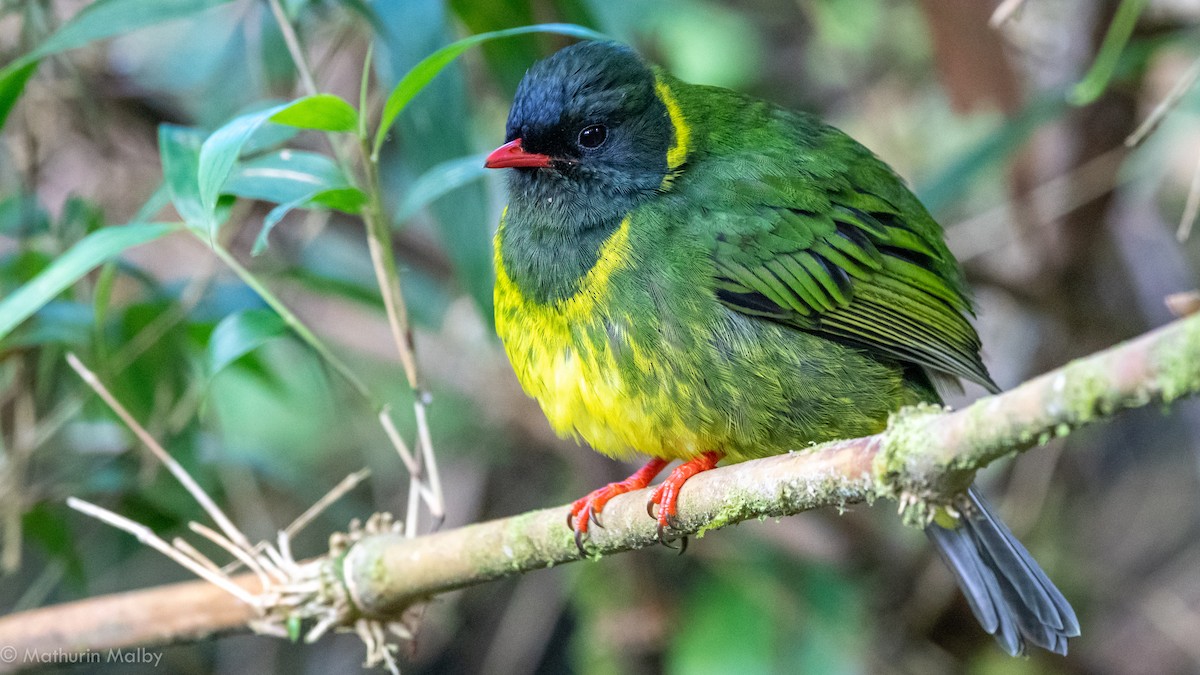 Green-and-black Fruiteater - Mathurin Malby