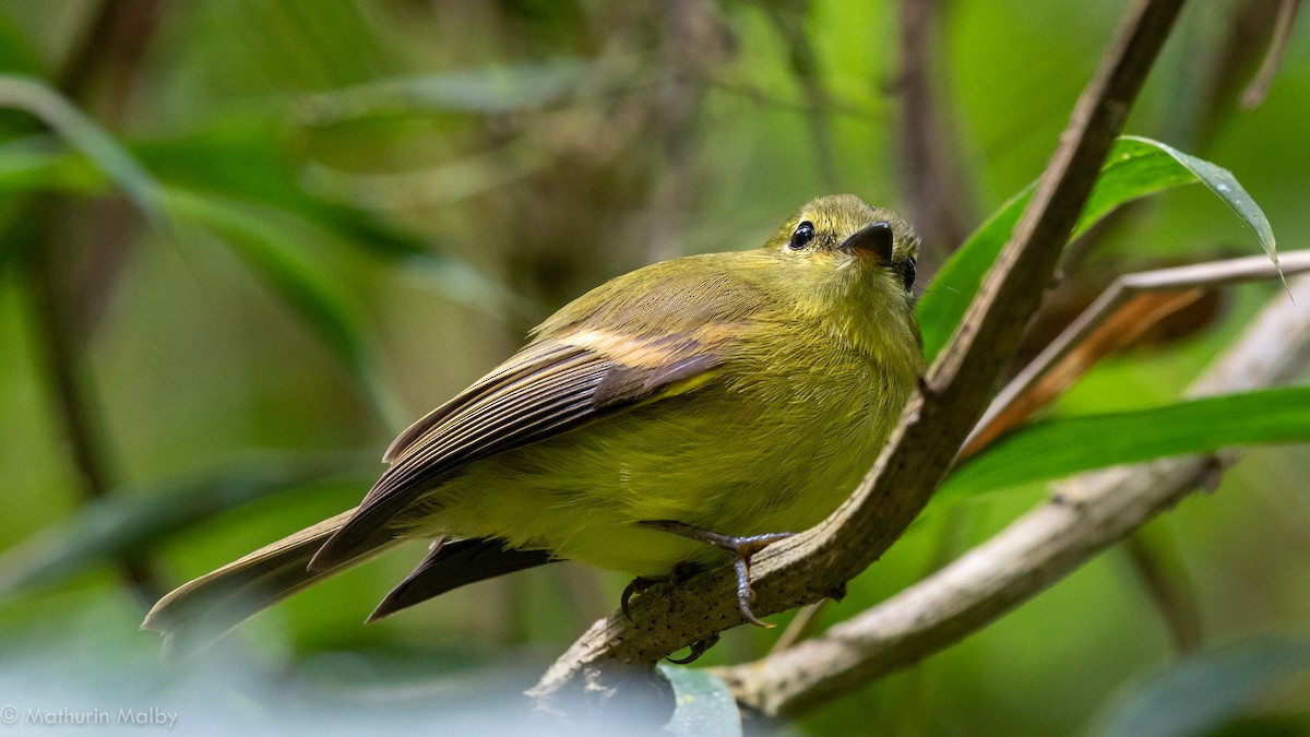 Flavescent Flycatcher - Mathurin Malby