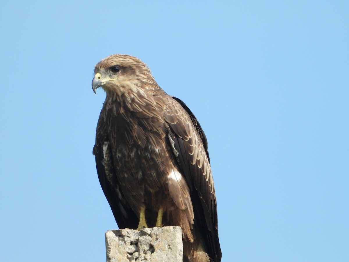 Black Kite - dhanapal kondasamy