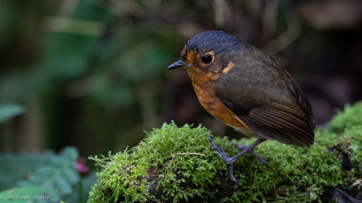 Slate-crowned Antpitta - Mathurin Malby