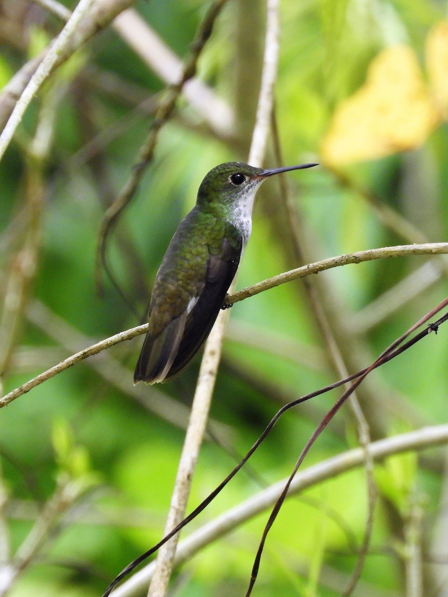 White-bellied Emerald - ML184436981