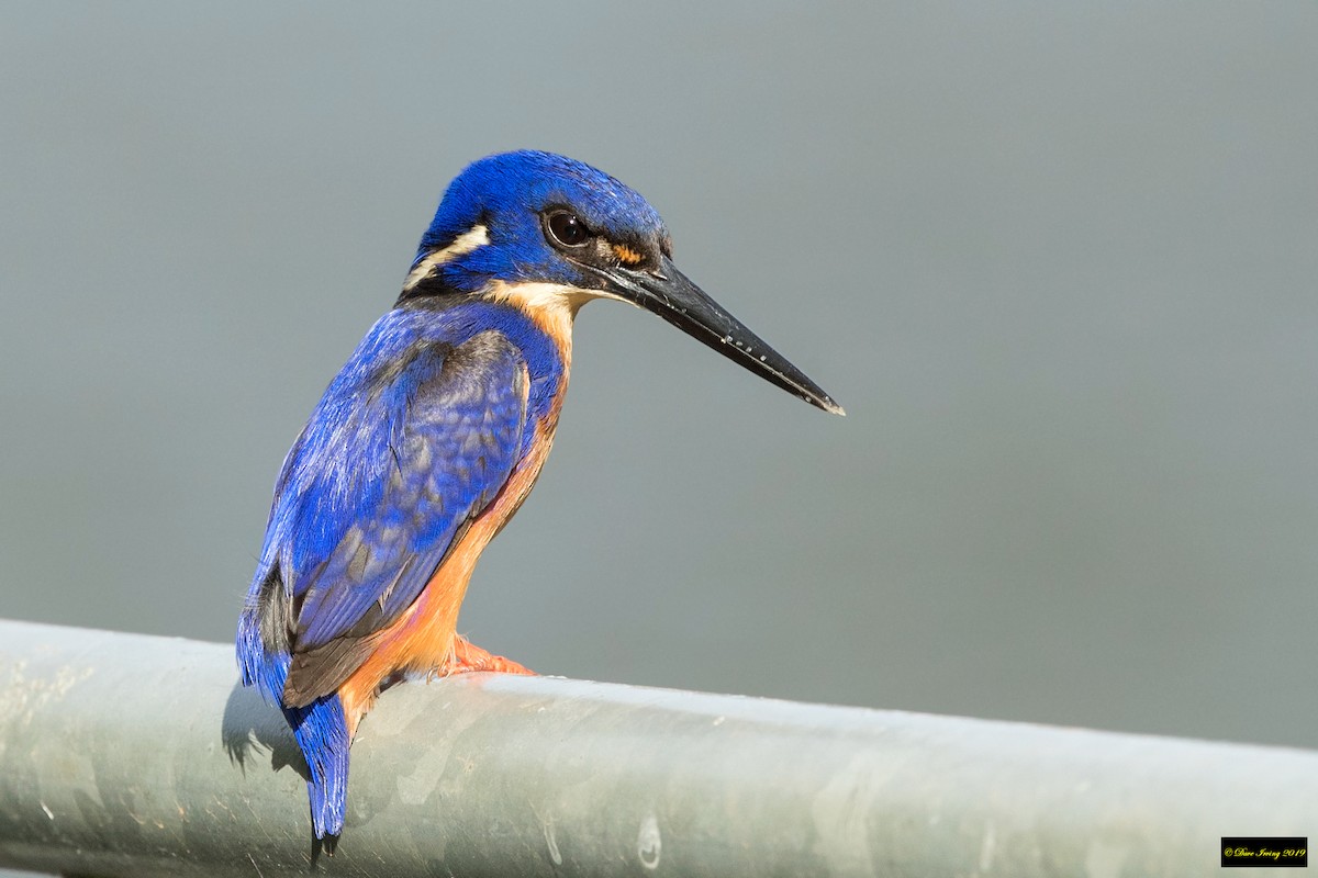 Azure Kingfisher - ML184437521