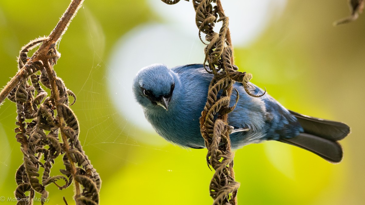 Blue-and-black Tanager - Mathurin Malby