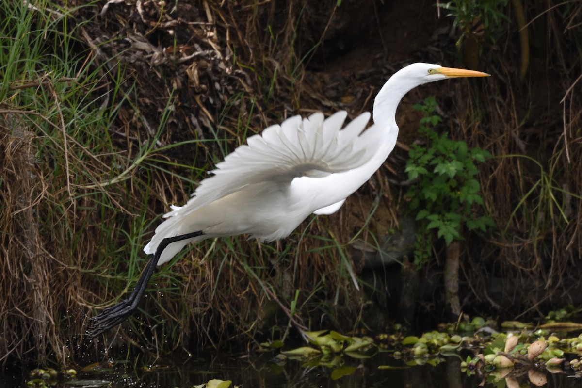 Great Egret - German Garcia