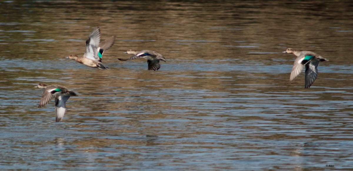 Green-winged Teal - ML184438721