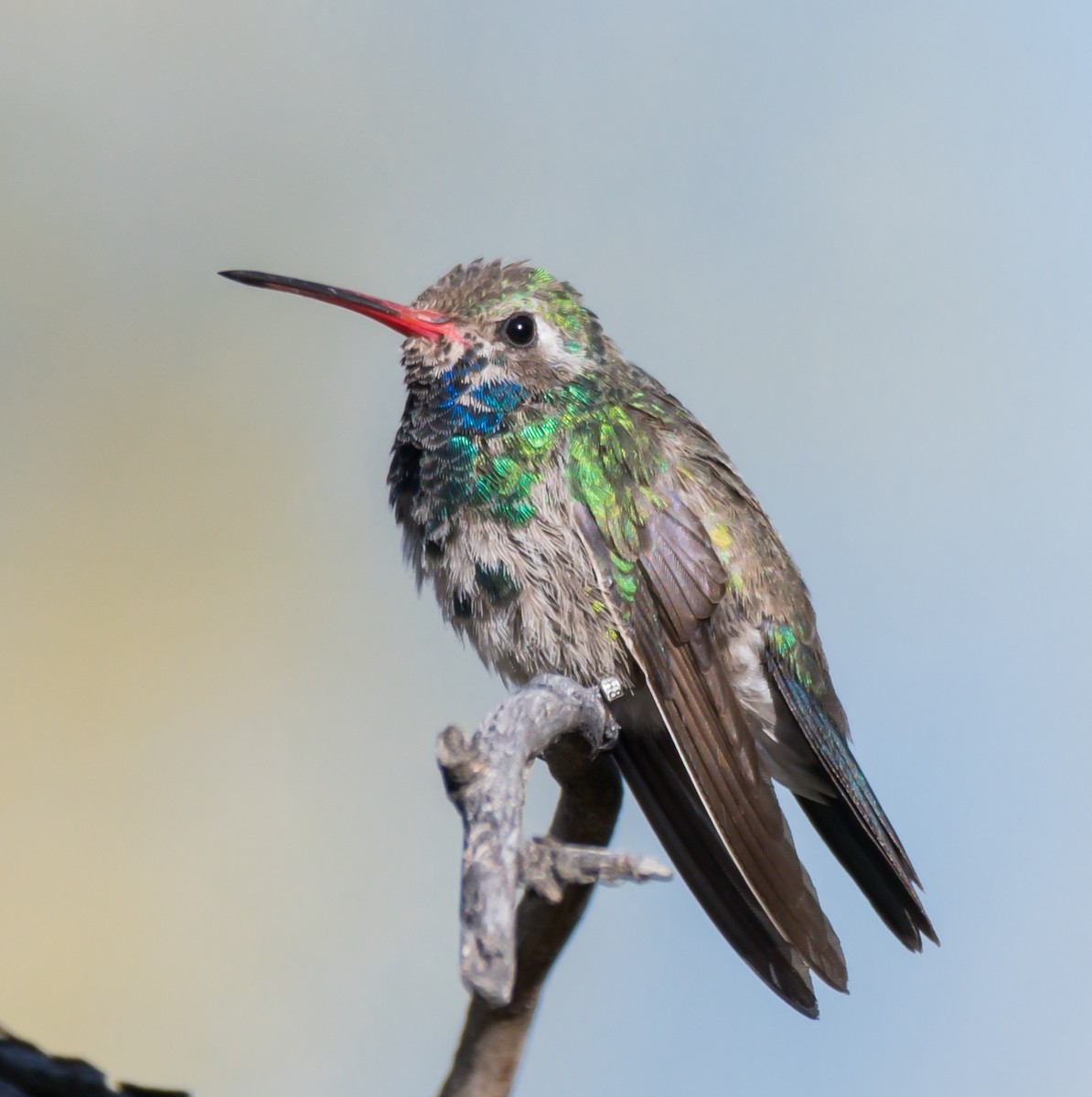 Broad-billed Hummingbird - Jim Merritt