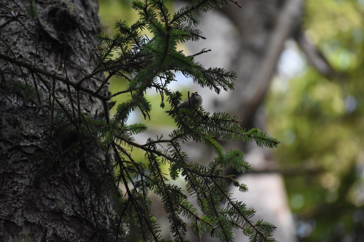 Golden-crowned Kinglet - ML184440041