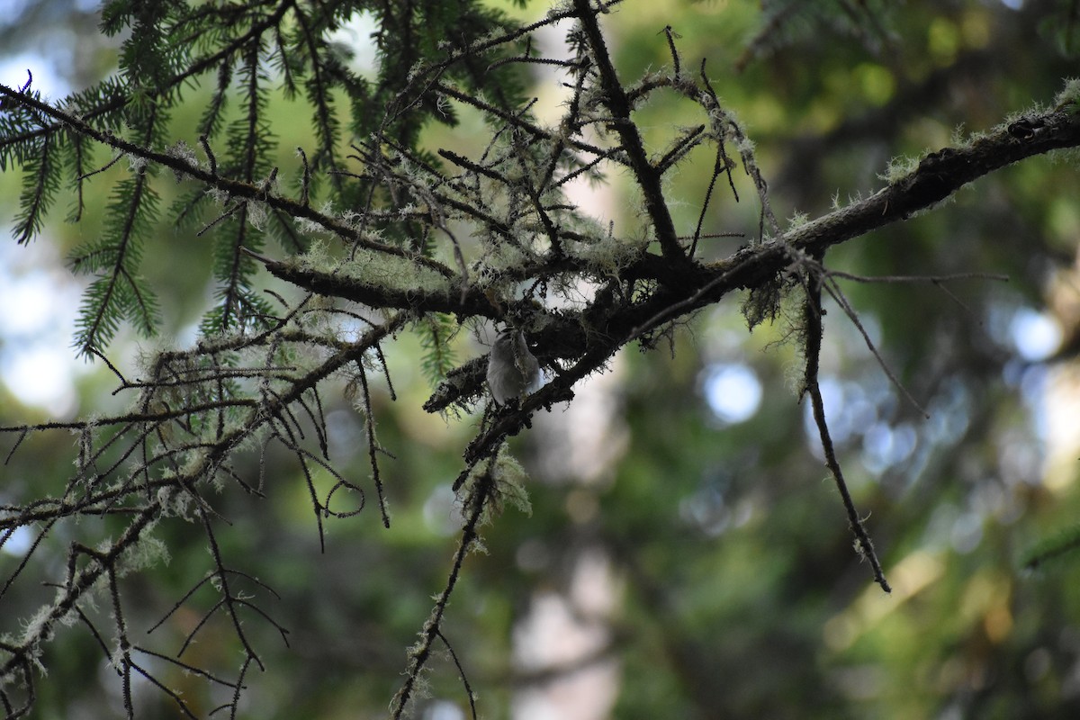 Golden-crowned Kinglet - Sydney Gerig