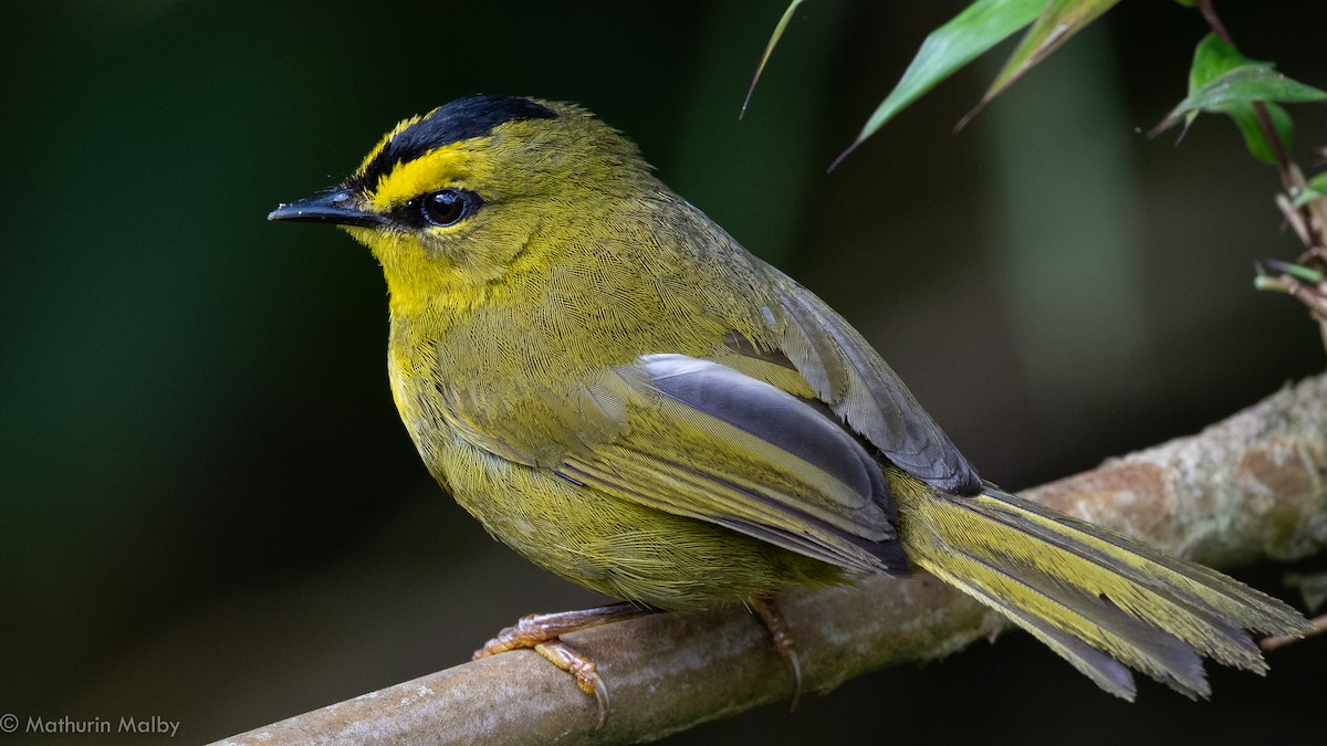 Black-crested Warbler - Mathurin Malby