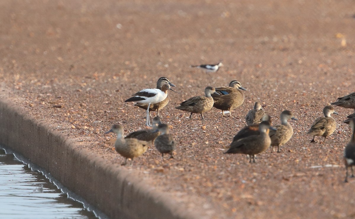 Red-necked Avocet - ML184441511