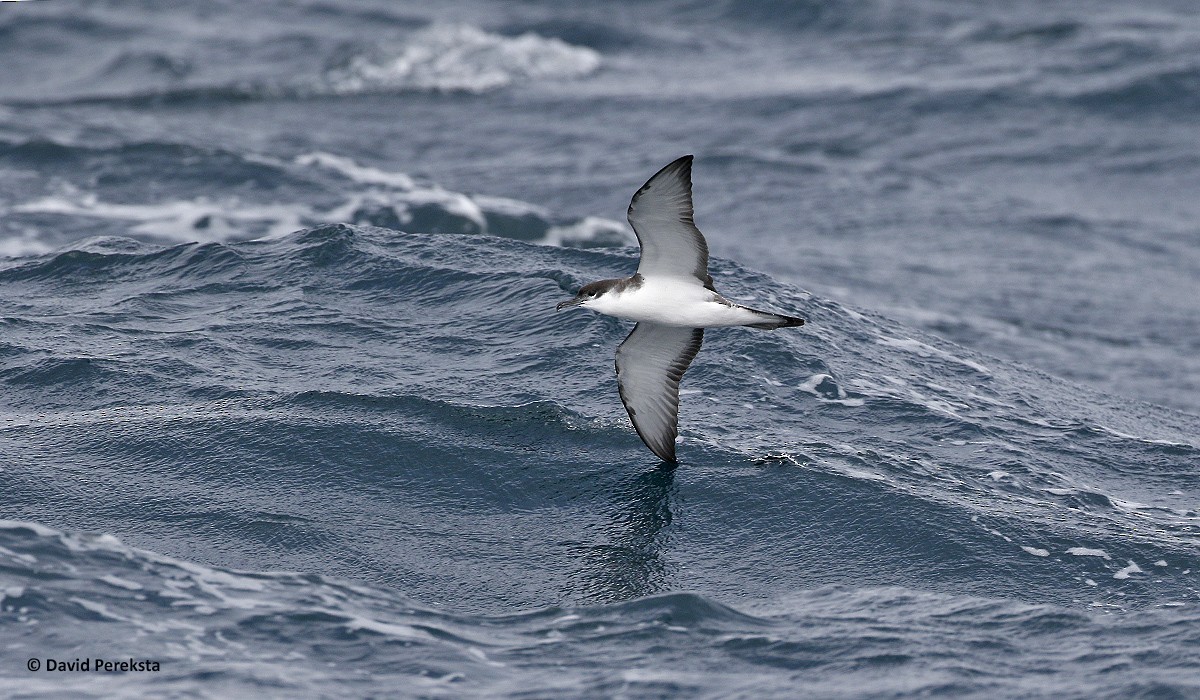 Buller's Shearwater - ML184441561