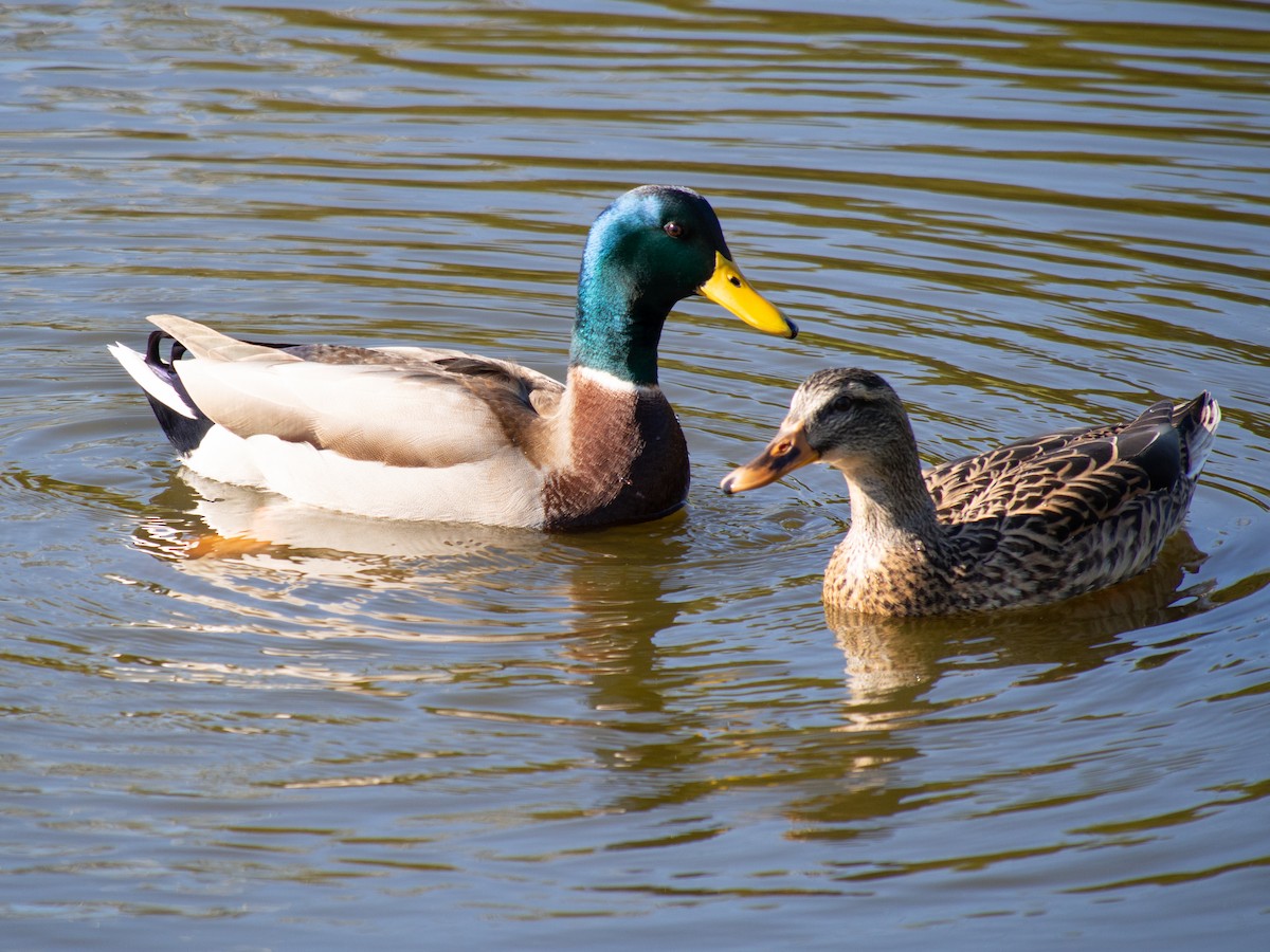 Mallard - Caitlin Chock