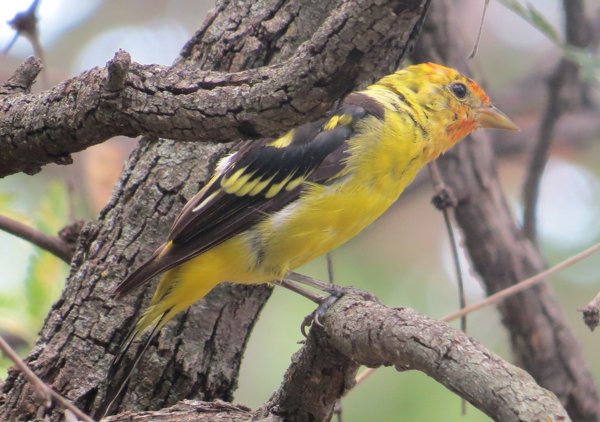 Western Tanager - Ben Sampson